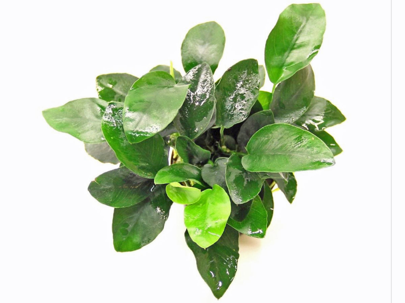 Zwerg-Speerblatt - Anubias barteri nana in vitro